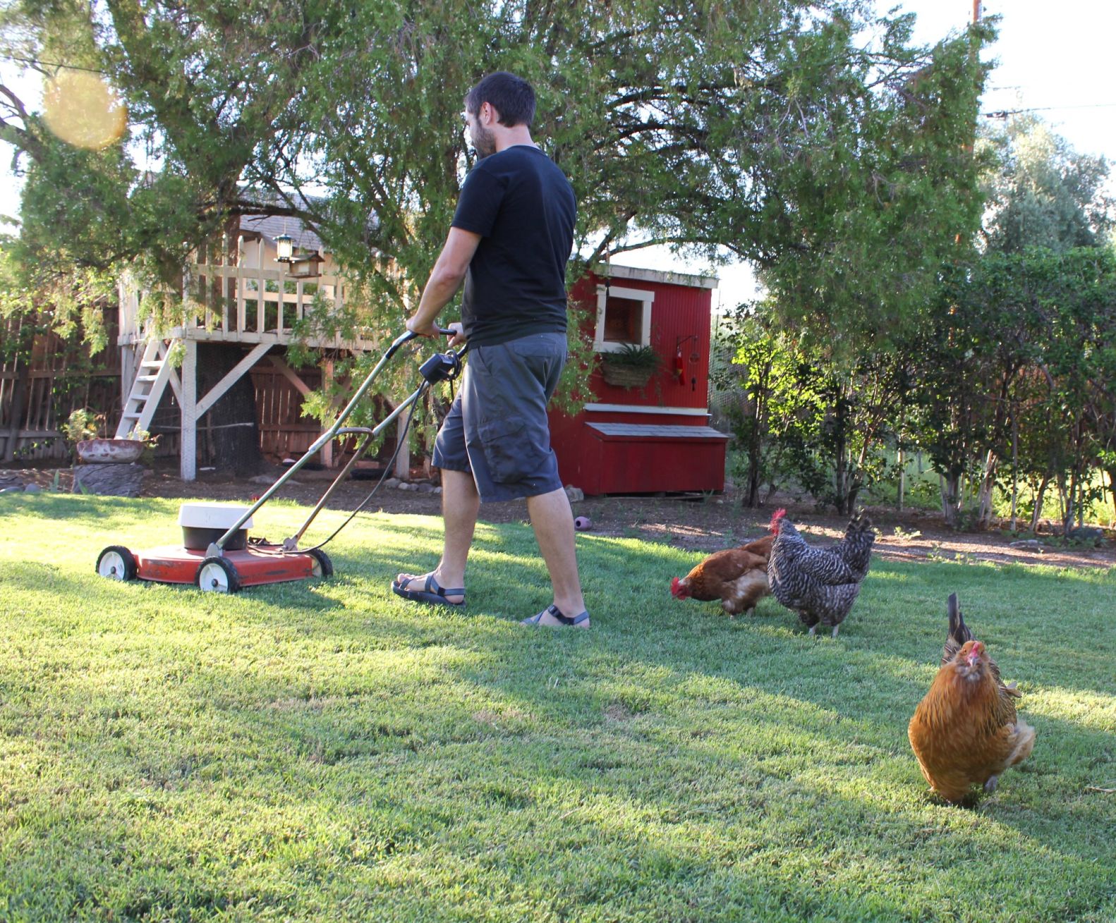 Readers show their chickens